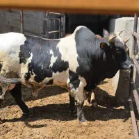 گوساله نر چاق درجه یک وزن بین 350تا450