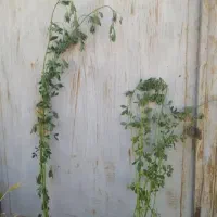 بذر یونجه جیا باراندمان بالا