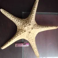ستاره دریایی
