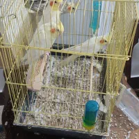 یک جفت عروس هلندی با دو جوجه