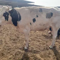 کارگر جهت کار درگاوداری