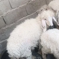 گوسفند