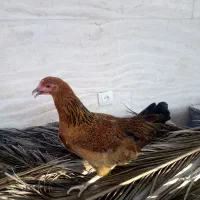 مرغ محلی بارو