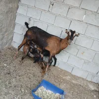 کهره جمولی با ۲تا بچه ماده