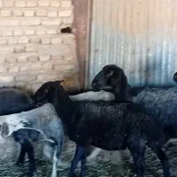 شش راس میش و یک بره قوچ