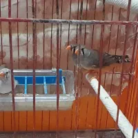 فنچ به شرط