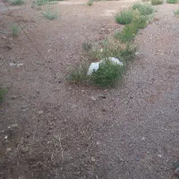 زمین مسکونی شوکت اباد