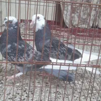 یه جفت ابلغ جوانه