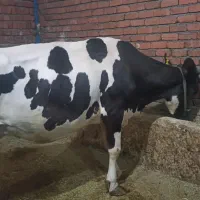 گاوگوشتی