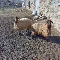 دو عدد گوسفند جوان