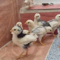 جوجه گلین|حیوانات مزرعه|بیجار, |دیوار
