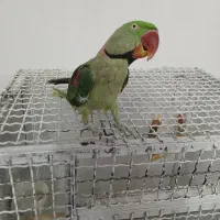 شاه طوطی