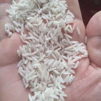 ۵۰ کیلو برنج هاشمی درجه یک سورتینگ شده