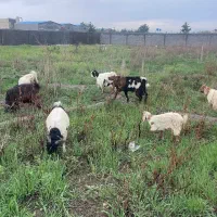 بزغاله پنج تا ماده سه تا نر