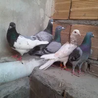 سبز پولک المانی