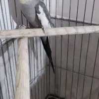عروس هلندی،قفس،قناری