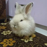 خرگوش لپ