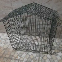 پرنده|پرنده|بوشهر, |دیوار