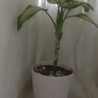 گل های طبیعی آپارتمانی