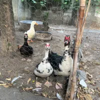 اردک اسراییلی