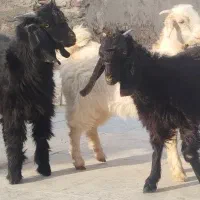 سه کره