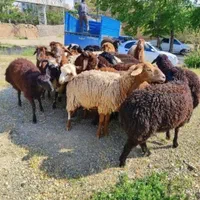 صفر تاصد گوسفند در تهران زنده موجودبا ما