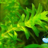 گیاه دم گربه ای