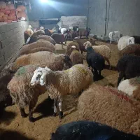 گوسفند زنده حسینی بره قلم ابی