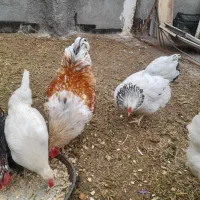 خروس ویاندوت نژاد دار ومرغ گیر