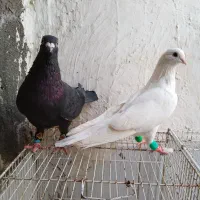 کبوتر سفید و زاغ