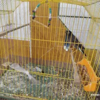 فروش مرغ مینا و عروس هلندی