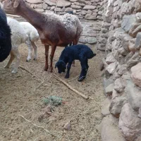 میش وبره چینی