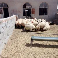 بره قربانی گوسفند پرواری فروشی درجه یک عید قربان