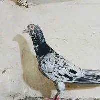 کبوتر|پرنده|نیشابور, خط کاشمر|دیوار