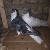 کبوتر