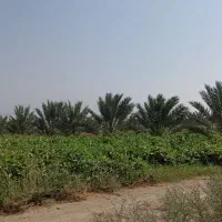 اجاره-یک-ساله-حدود-یکهکتار-زمین-کشاورزی