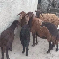 سه راس شیشک شیره دار درجه یک
