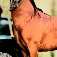 پانسیون و نگهداری اسب