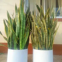 سنسوریا لبه طلایی
