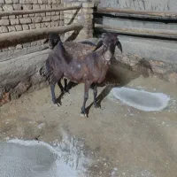 فروش میش وبره