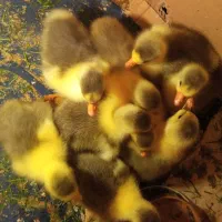 بچه غاز|حیوانات مزرعه|رشت, حومه رشت|دیوار