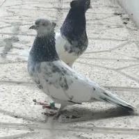 کله سبز نر ماده و۳ تا سوسکی