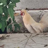 فروش مرغ وخروس گلین   چهل تاج. سروستان