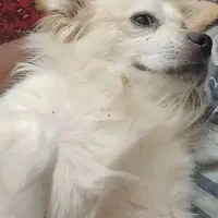 گمشده