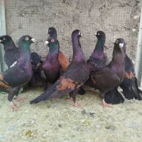 کبوتر همه نوع