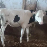 یک عدد گوساله ماده سمینتال