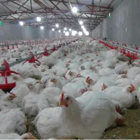 جمع‌آوری مرغ تلفاتی در سراسر مازندران