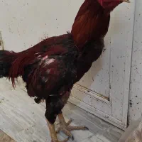 مرغ و خروس لاری جوان سالم و سرحال
