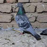 کبوتر مگسی اردن