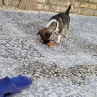 سگ شیبابا ۶ ماهه